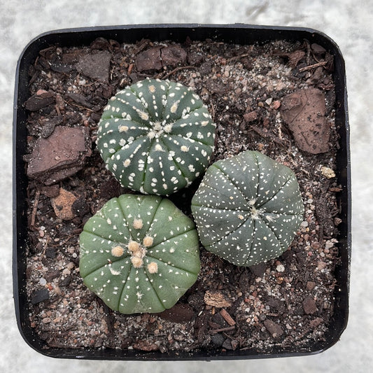 Astrophytum asterias (Mixed trio pot)