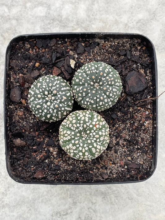 Astrophytum asterias ‘Super Kabuto’ (Mixed trio pot)