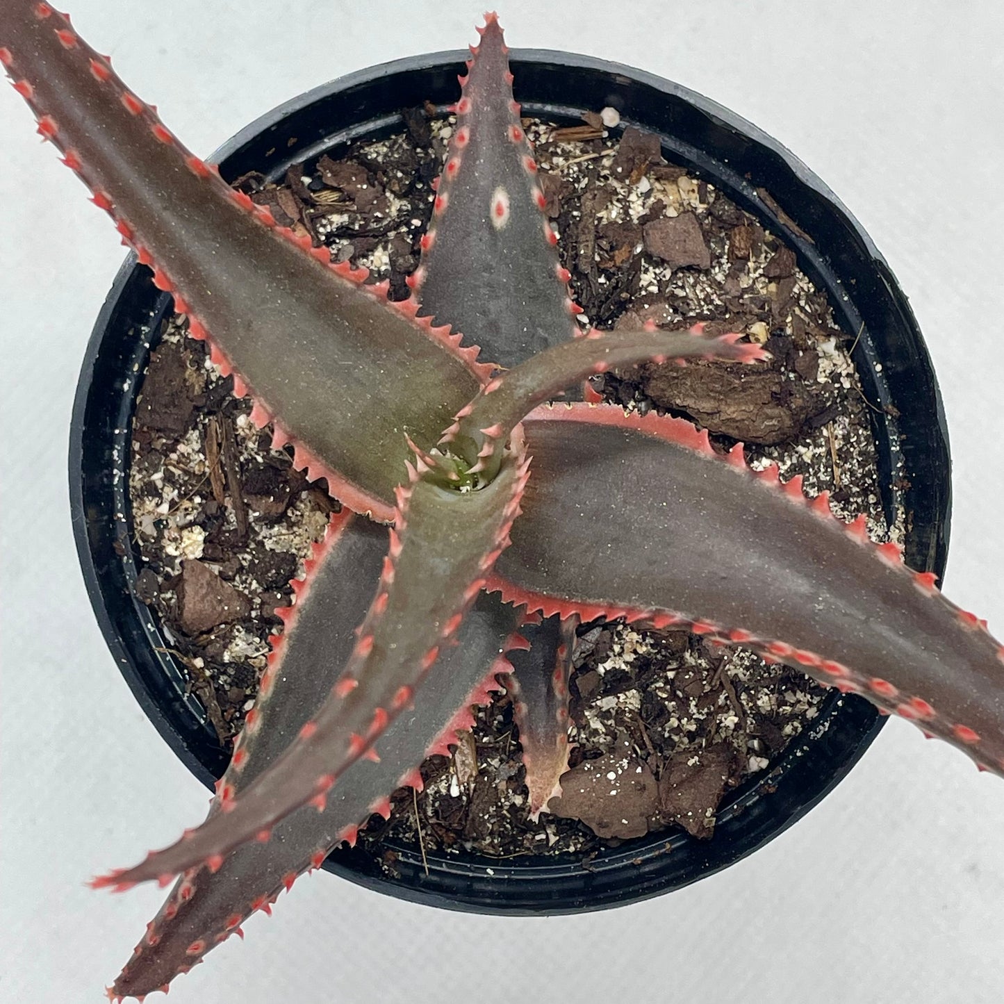 Aloe ‘RJ’