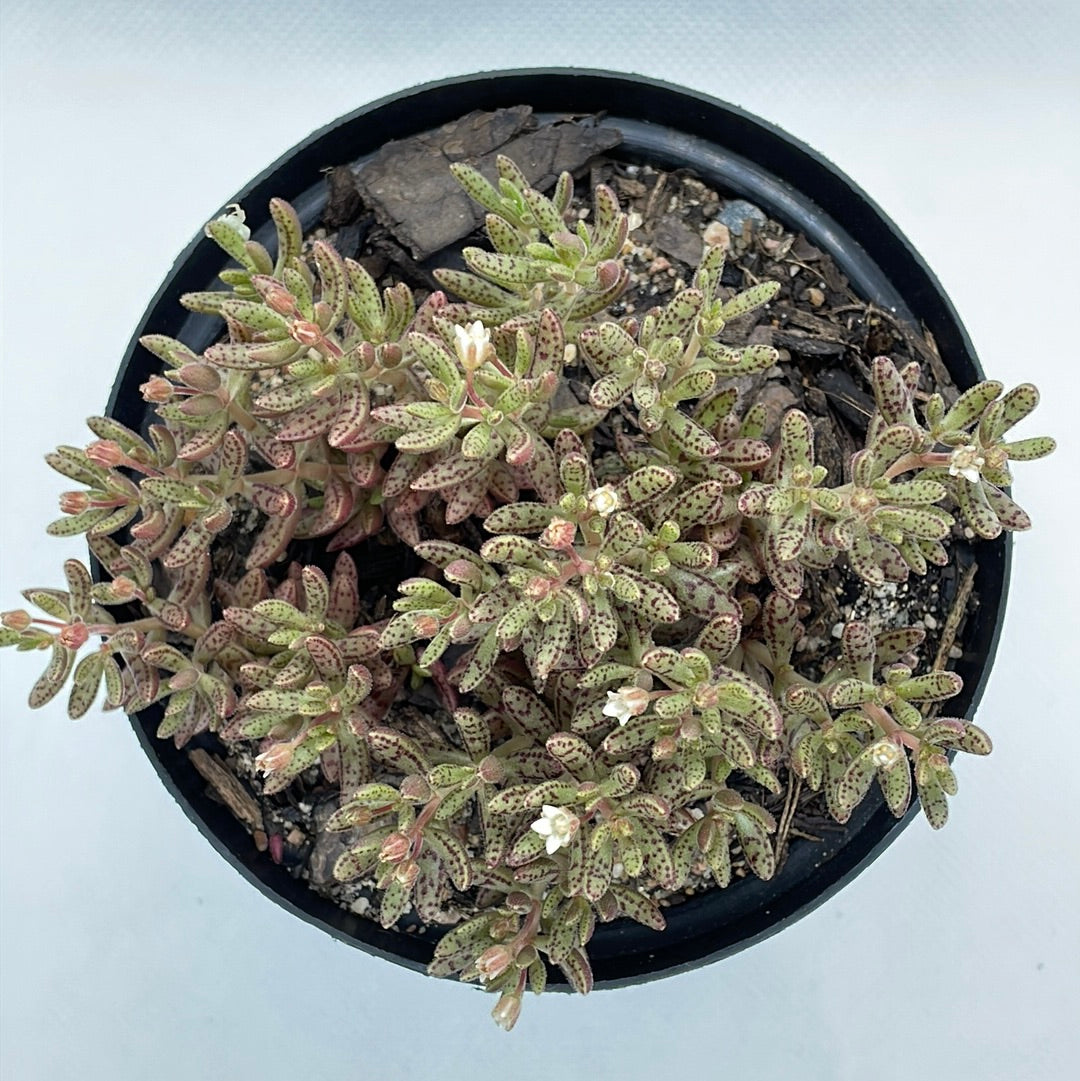 Crassula humbertii