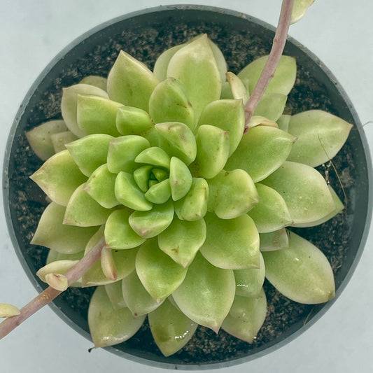 xSedeveria 'Markus' f. variegata