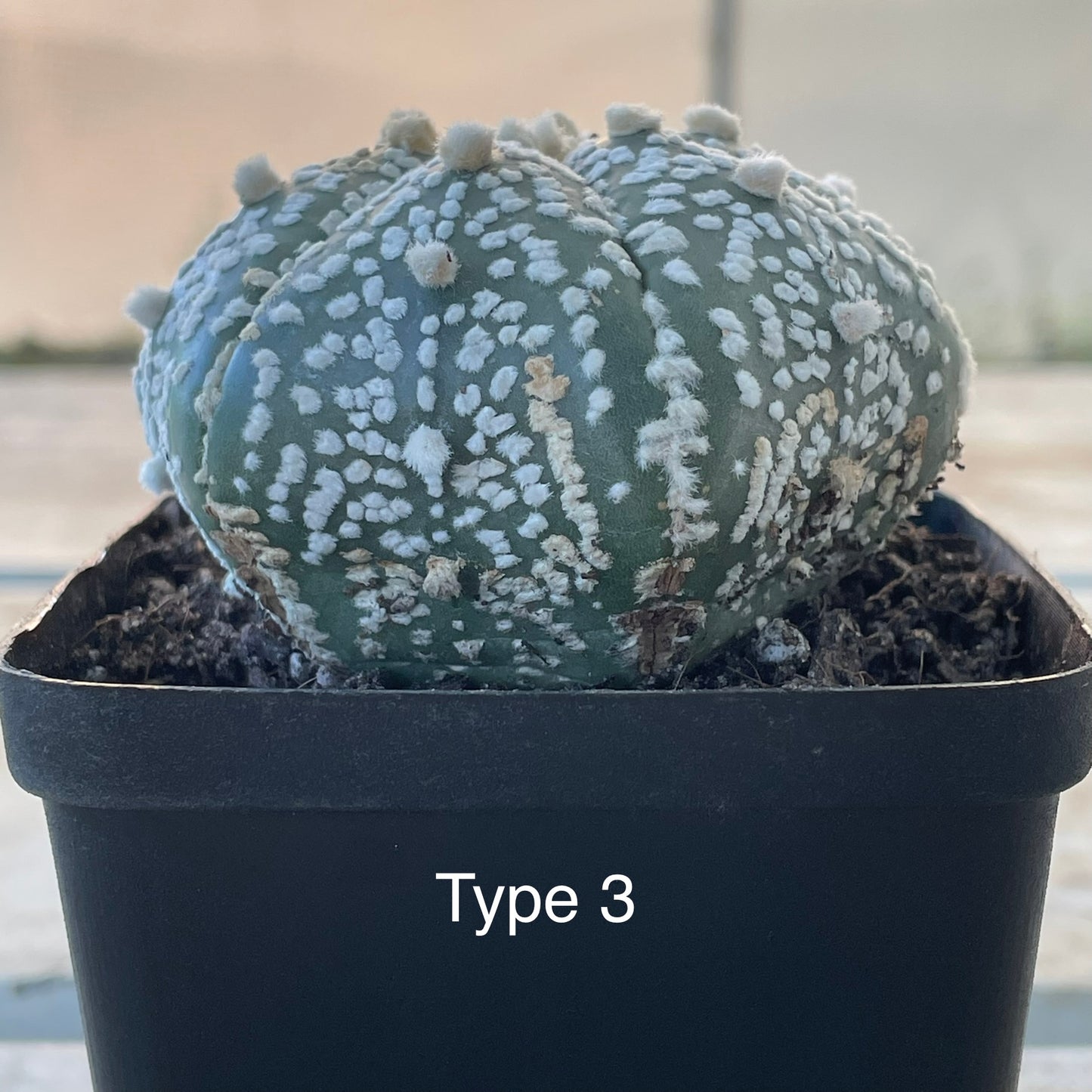 Astrophytum asterias ‘Super Kabuto’