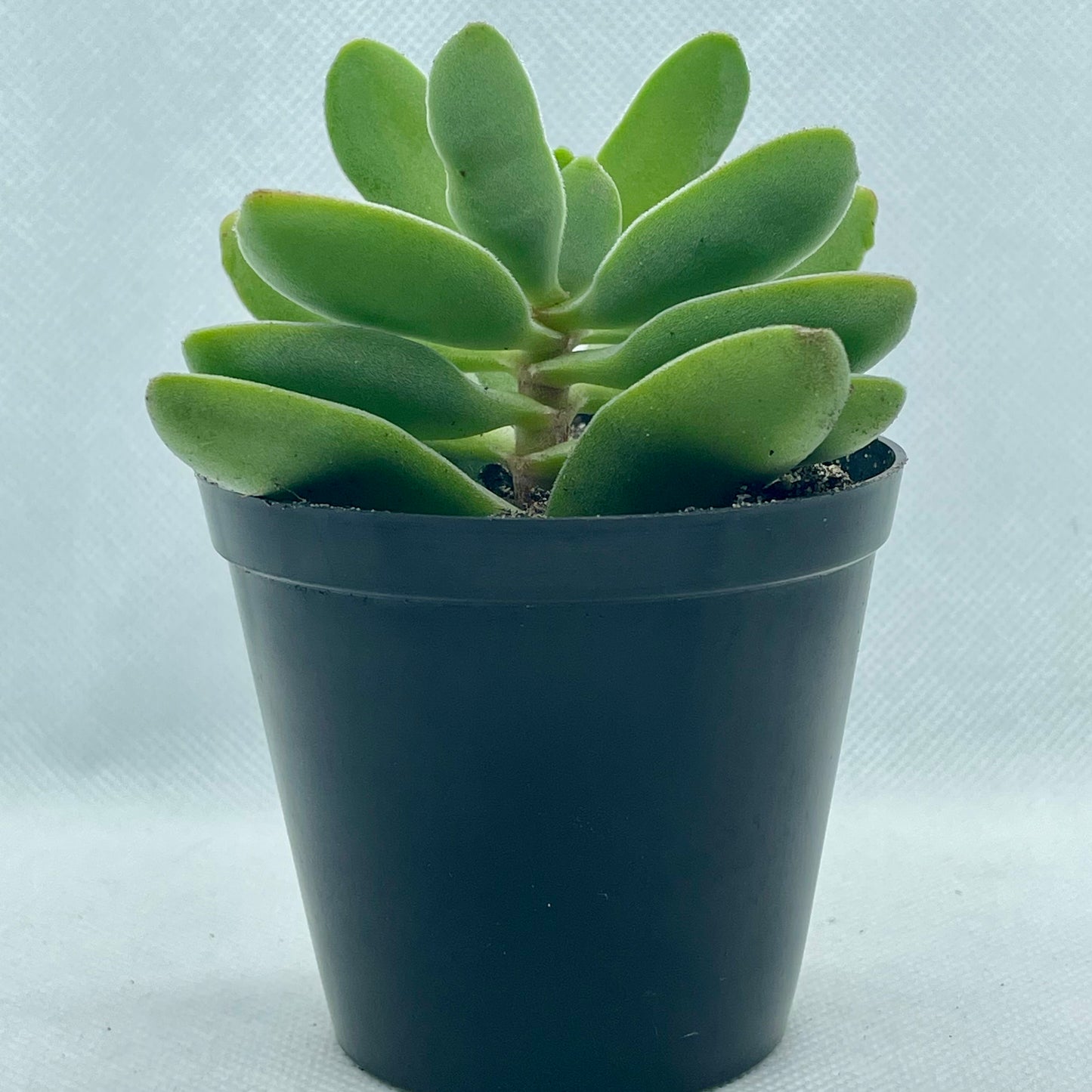 Crassula cephalophora