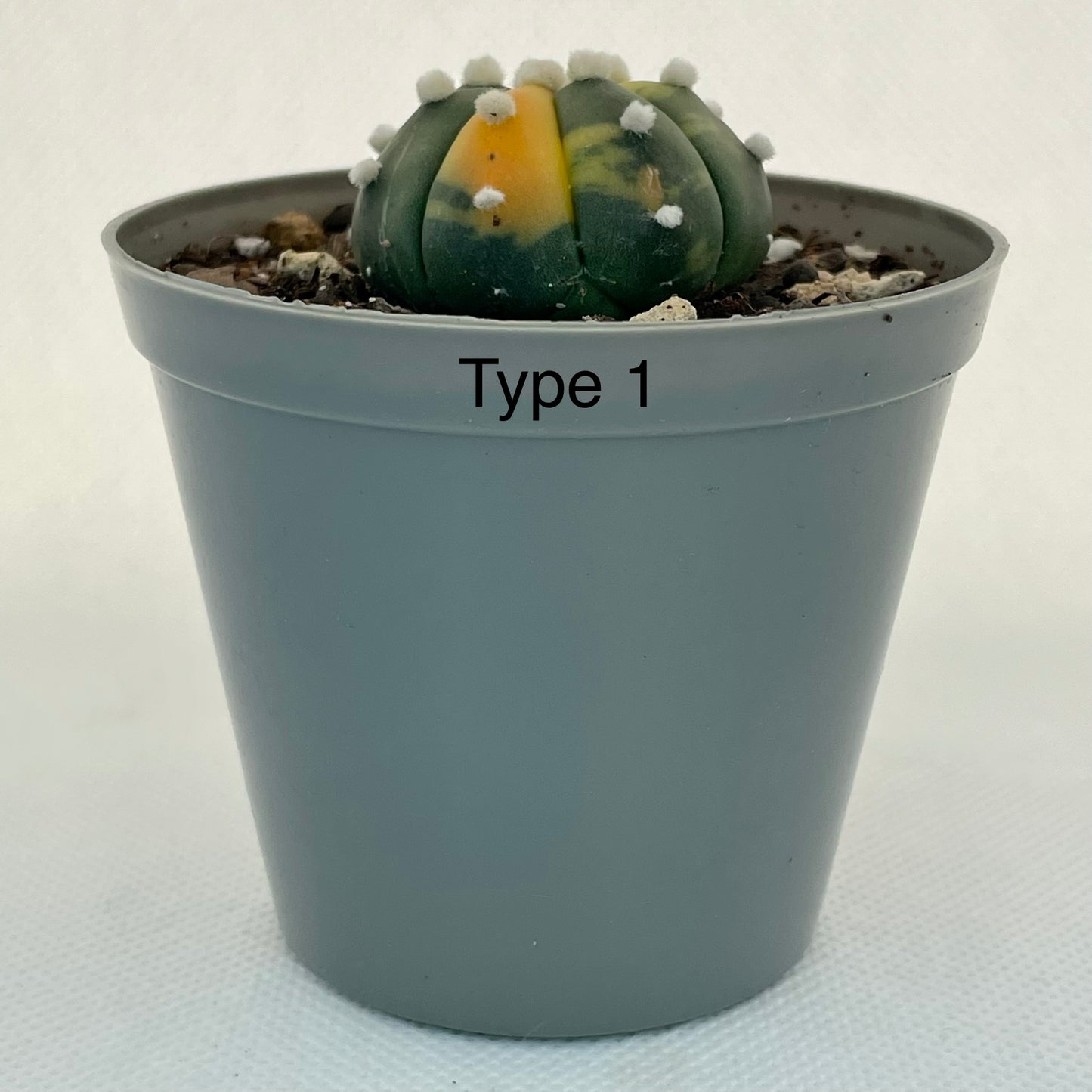 Astrophytum asterias var. nudum f. variegata