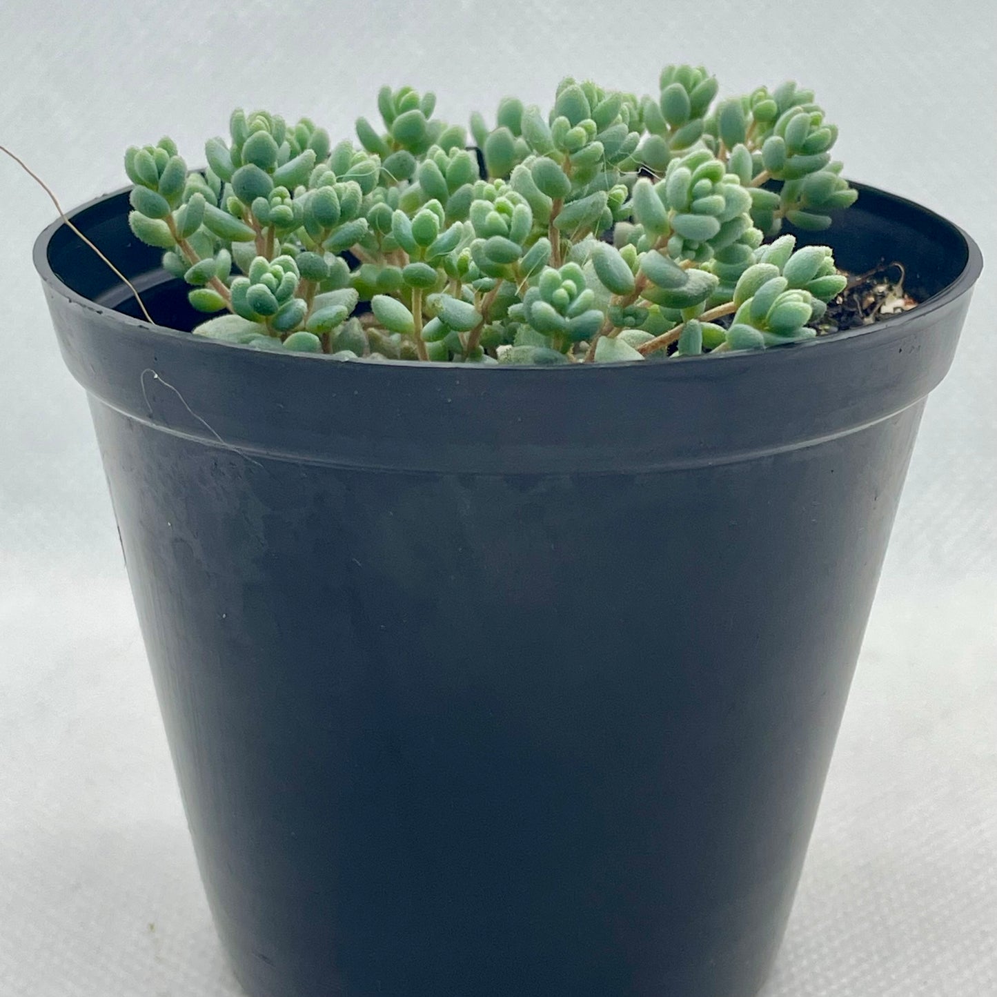 Sedum dasyphyllum