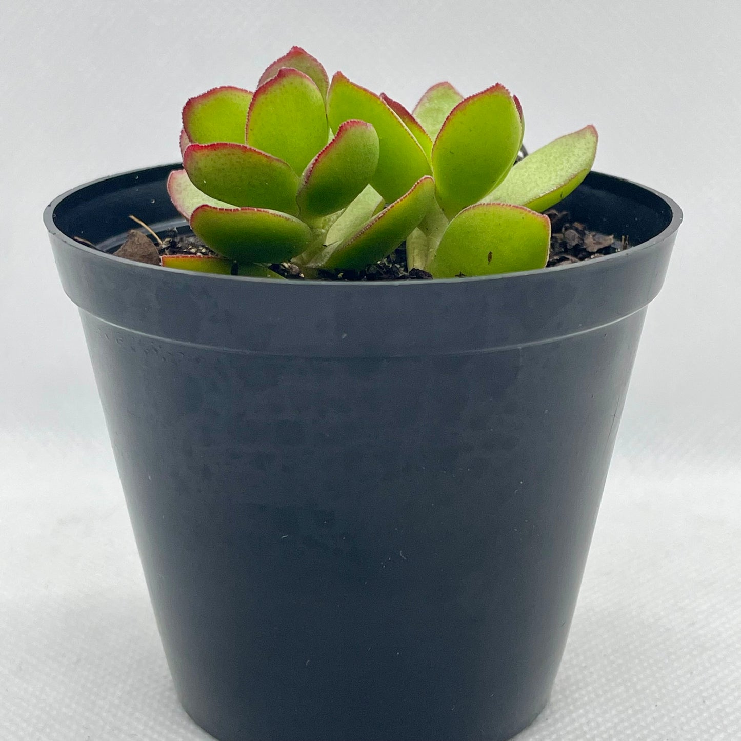 Crassula nudicaulis var. platyphylla