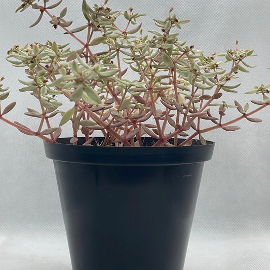 Crassula volkensii f. variegata