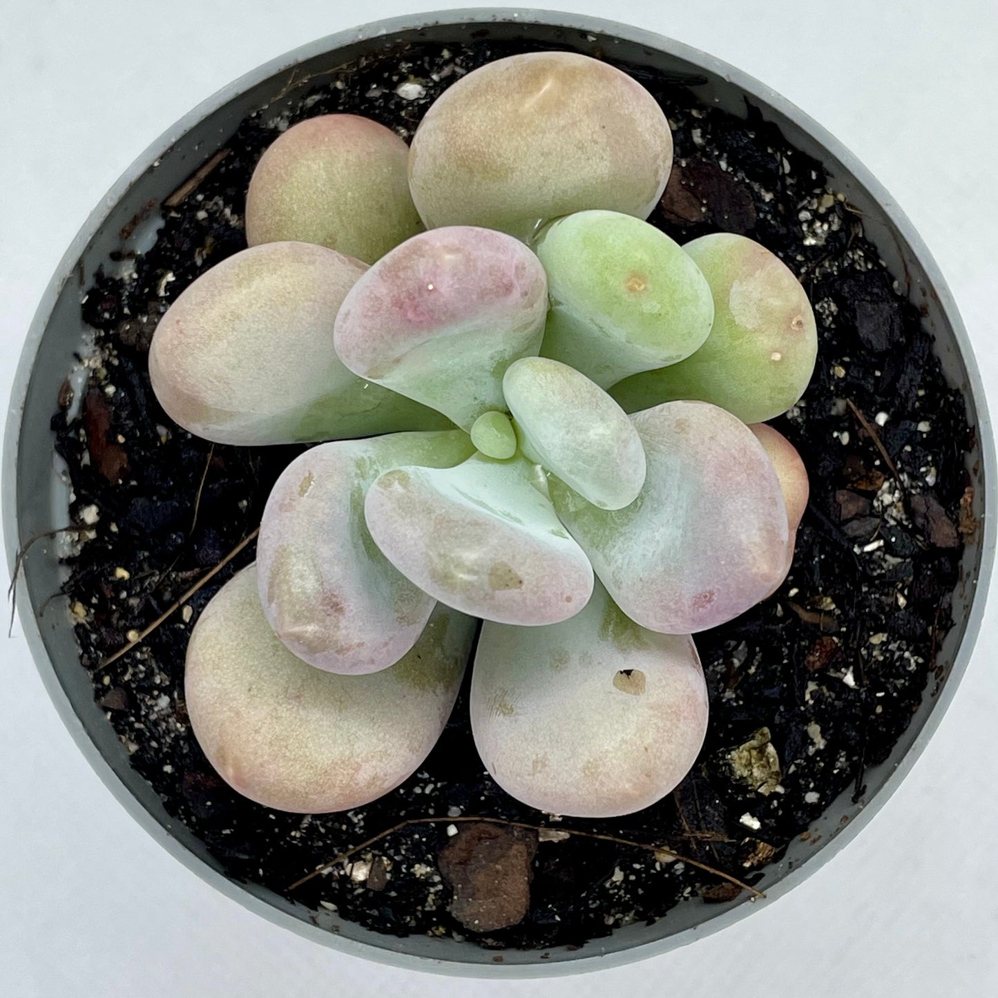 Pachyphytum oviferum