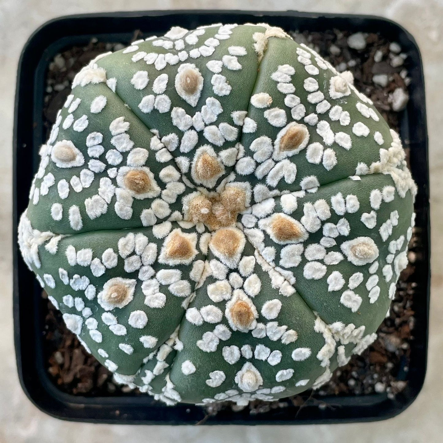 Astrophytum asterias ‘Super Kabuto’