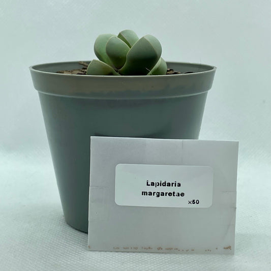 Lapidaria margaretae