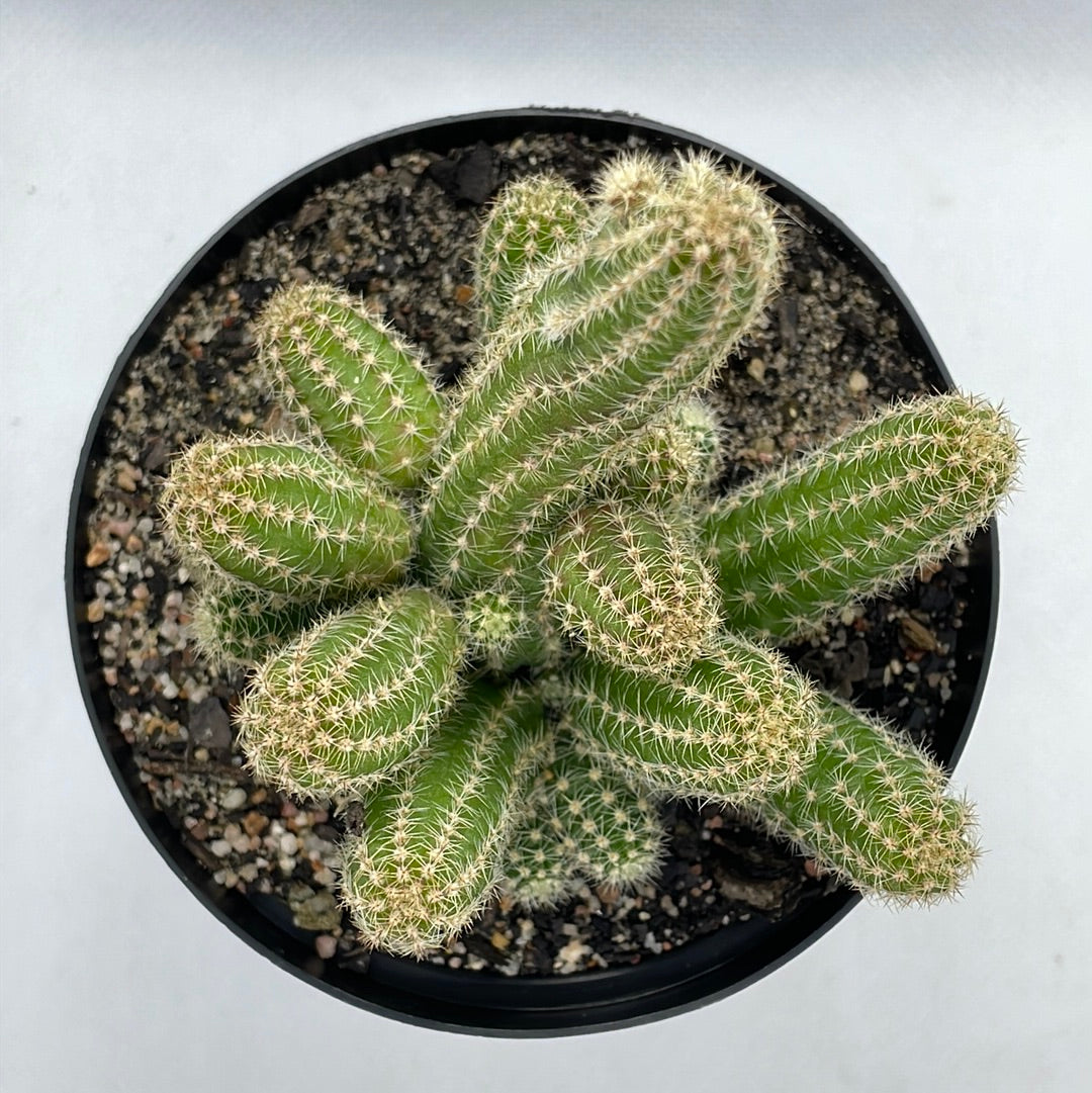 Echinopsis chamaecereus