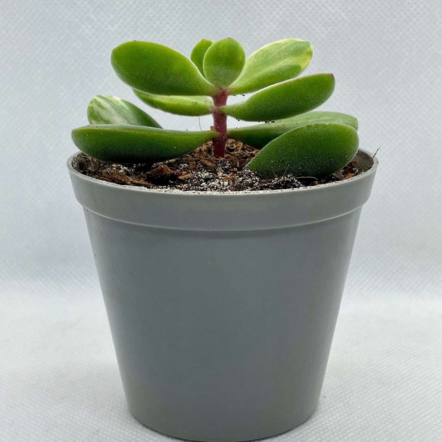 Crassula rogersii ‘Variegata’