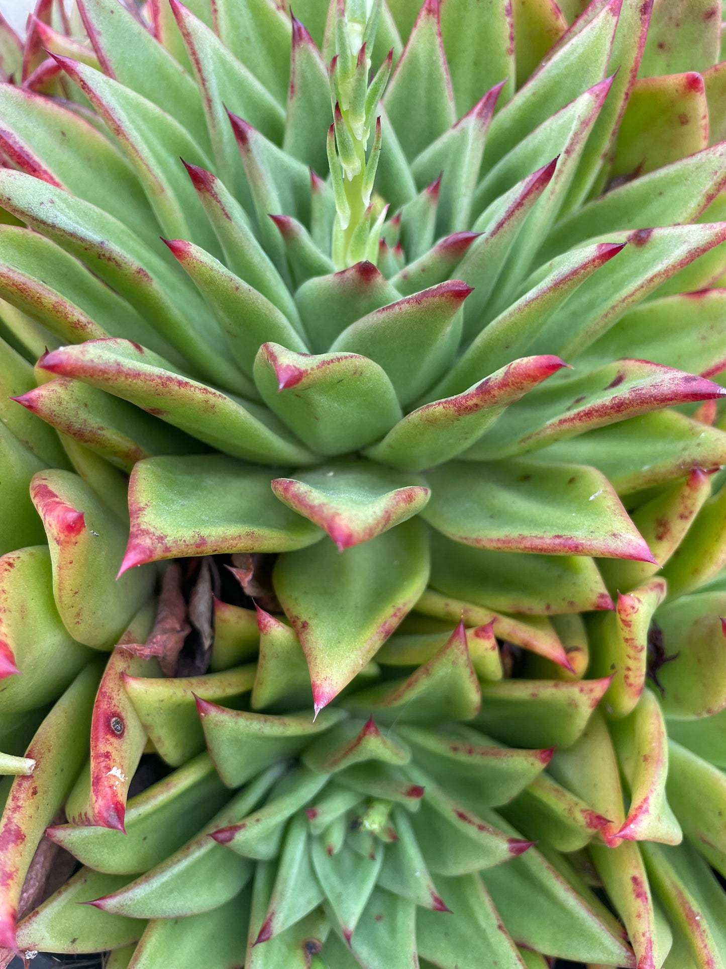 Echeveria agavoides ‘Red Edge’