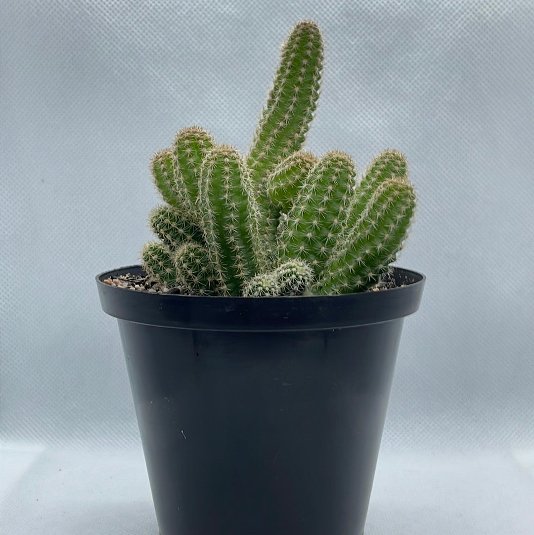 Echinopsis chamaecereus