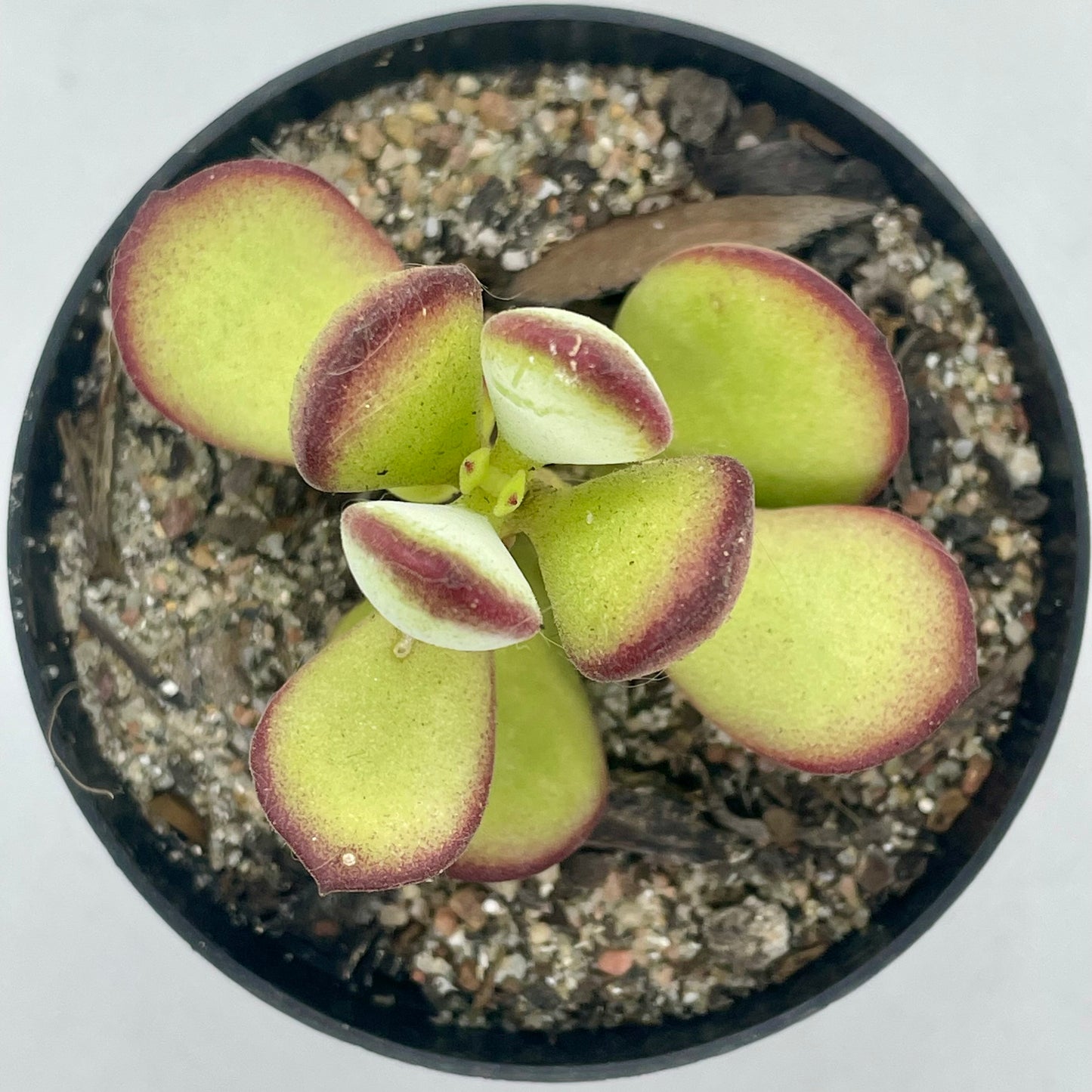 Cotyledon woodii