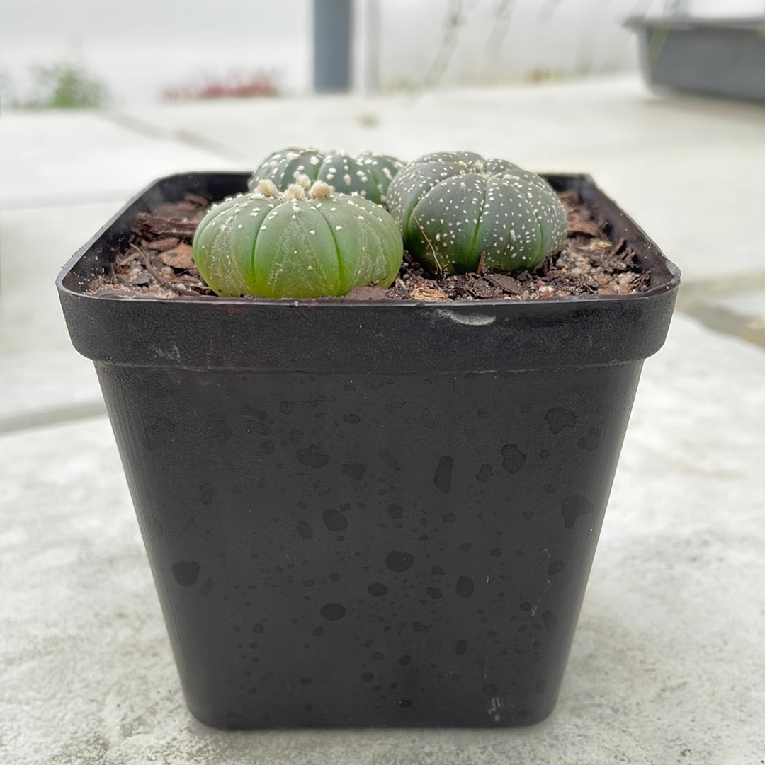 Astrophytum asterias (Mixed trio pot)