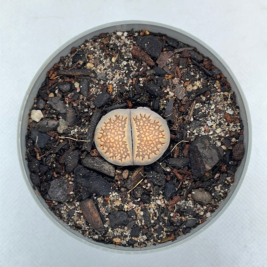 Lithops hallii var. hallii