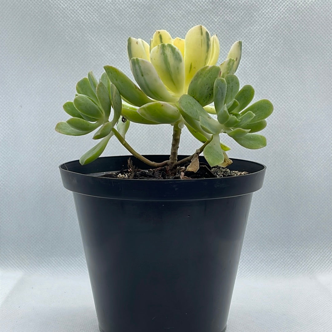 Aeonium castello-paivae ‘Harry Mak’