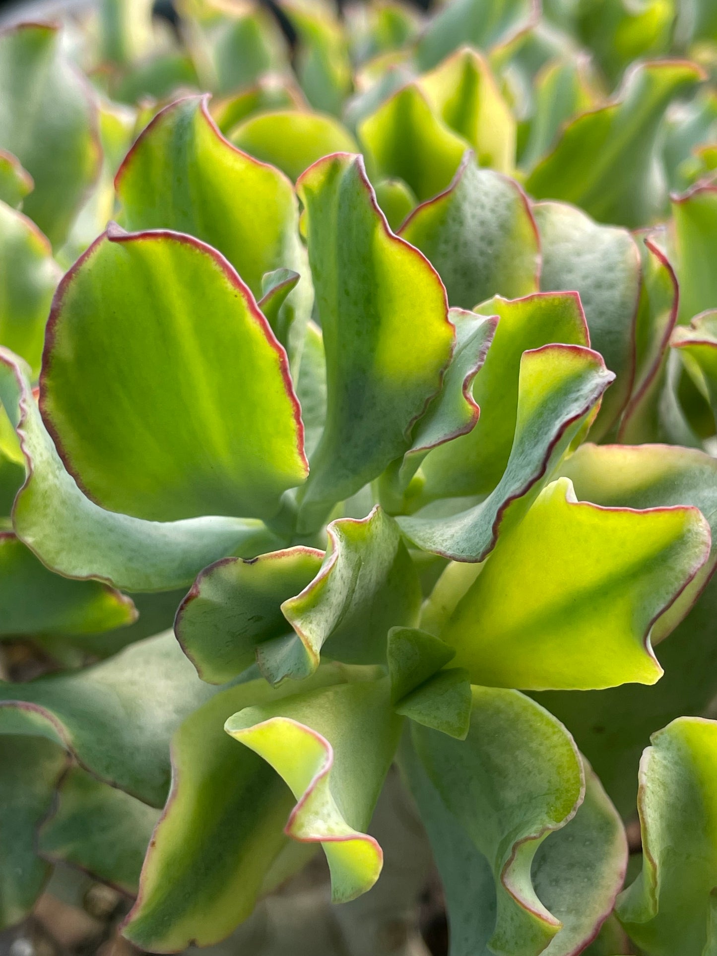 Crassula arborescens subsp. undulatifolia ’Variegata’