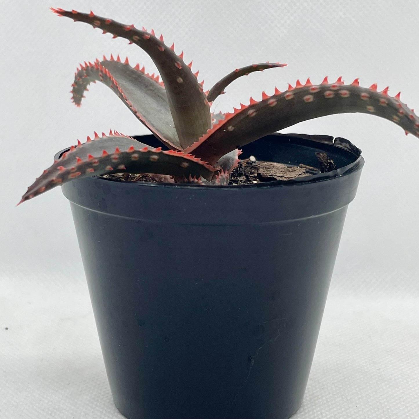 Aloe ‘RJ’