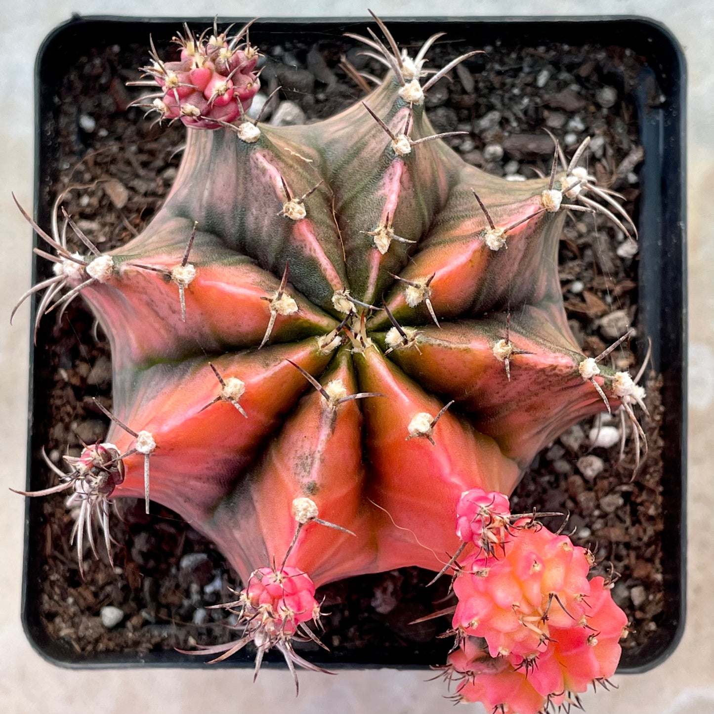 Gymnocalycium mihanovichii ‘Variegata’ (Nishikii)