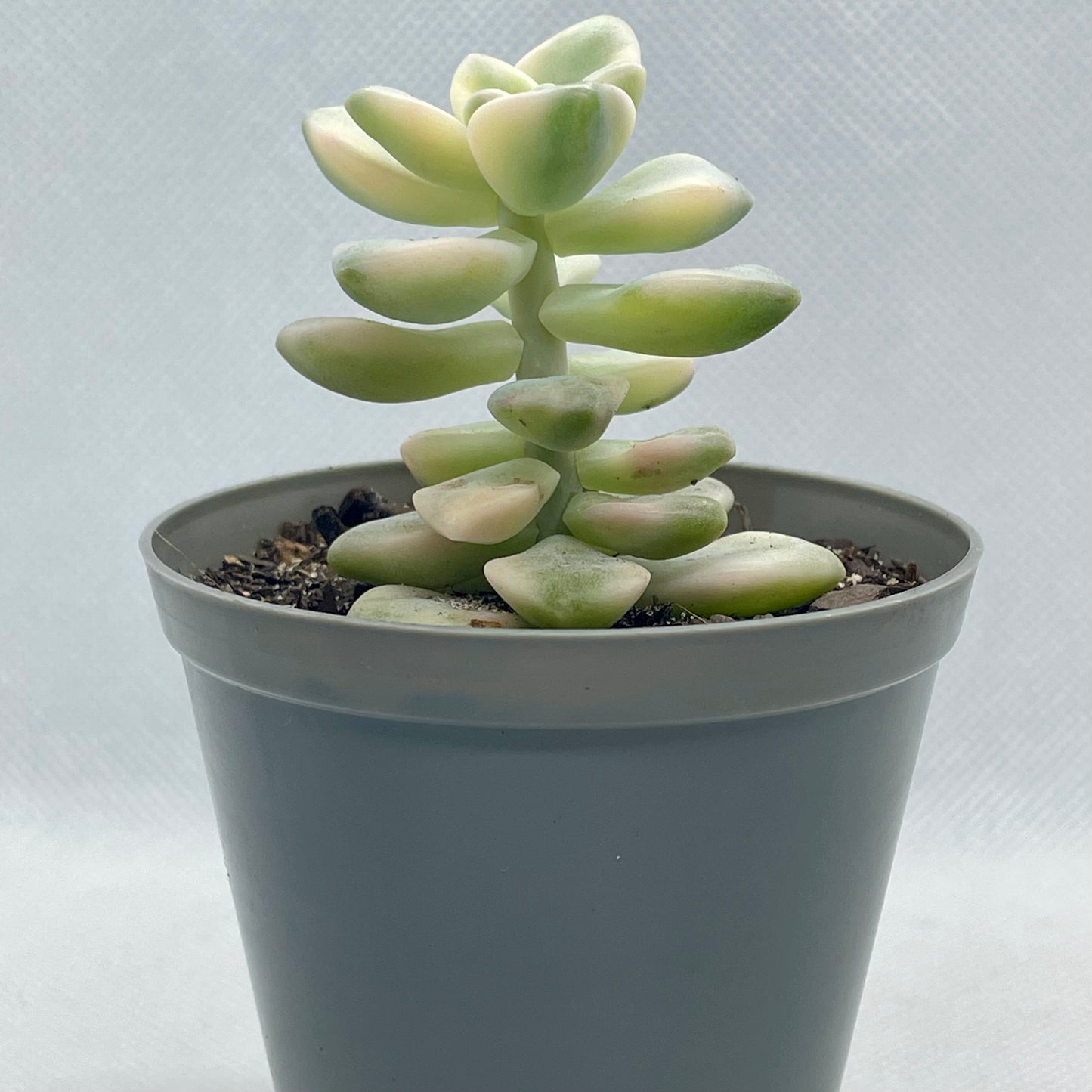 xGraptoveria ‘Apricot’