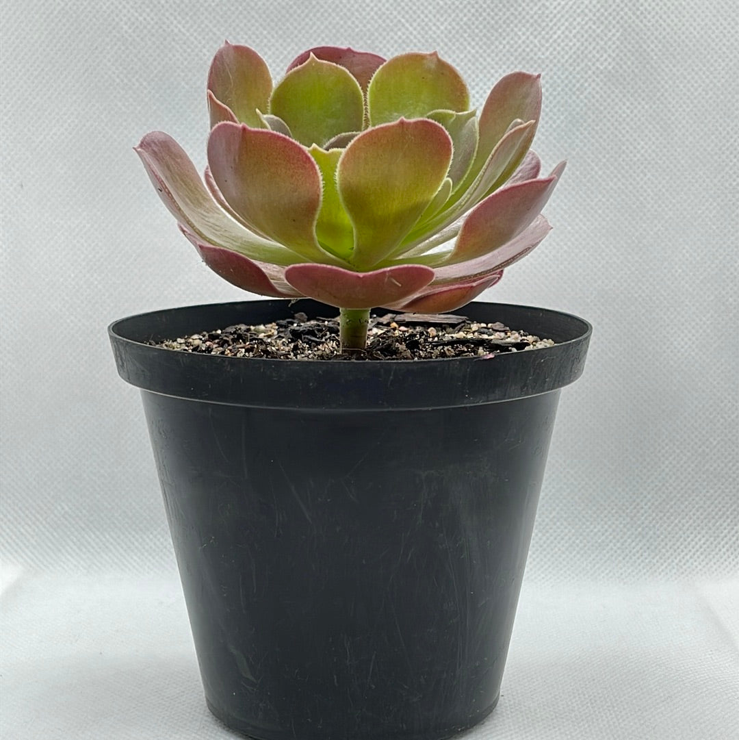 Aeonium ‘Velour’