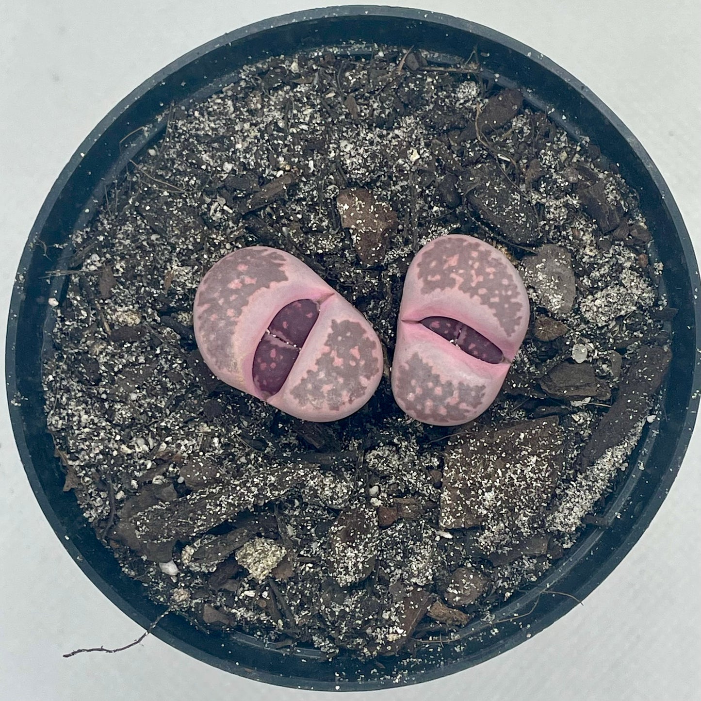 Lithops salicola ‘Sato’s Violet’