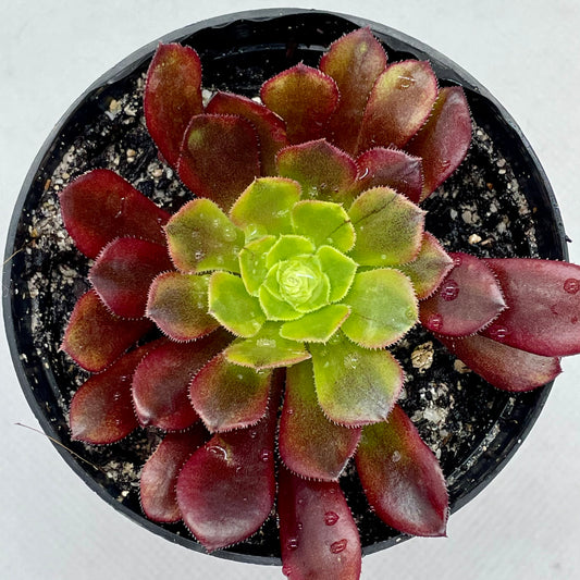 Aeonium 'Fiesta'