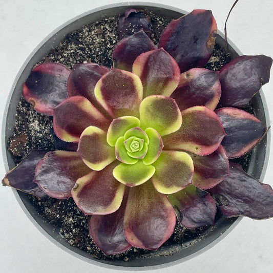 Aeonium ‘Superbang’