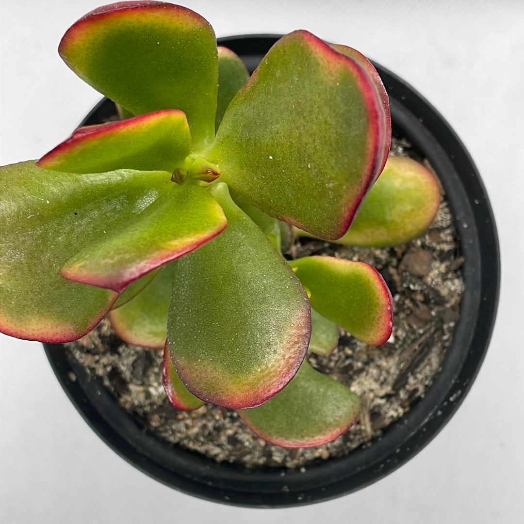 Crassula ovata ‘Hummel's Sunset’