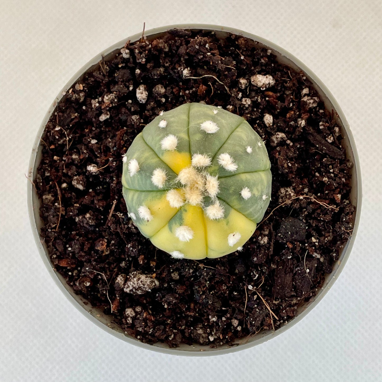 Astrophytum asterias var. nudum f. variegata