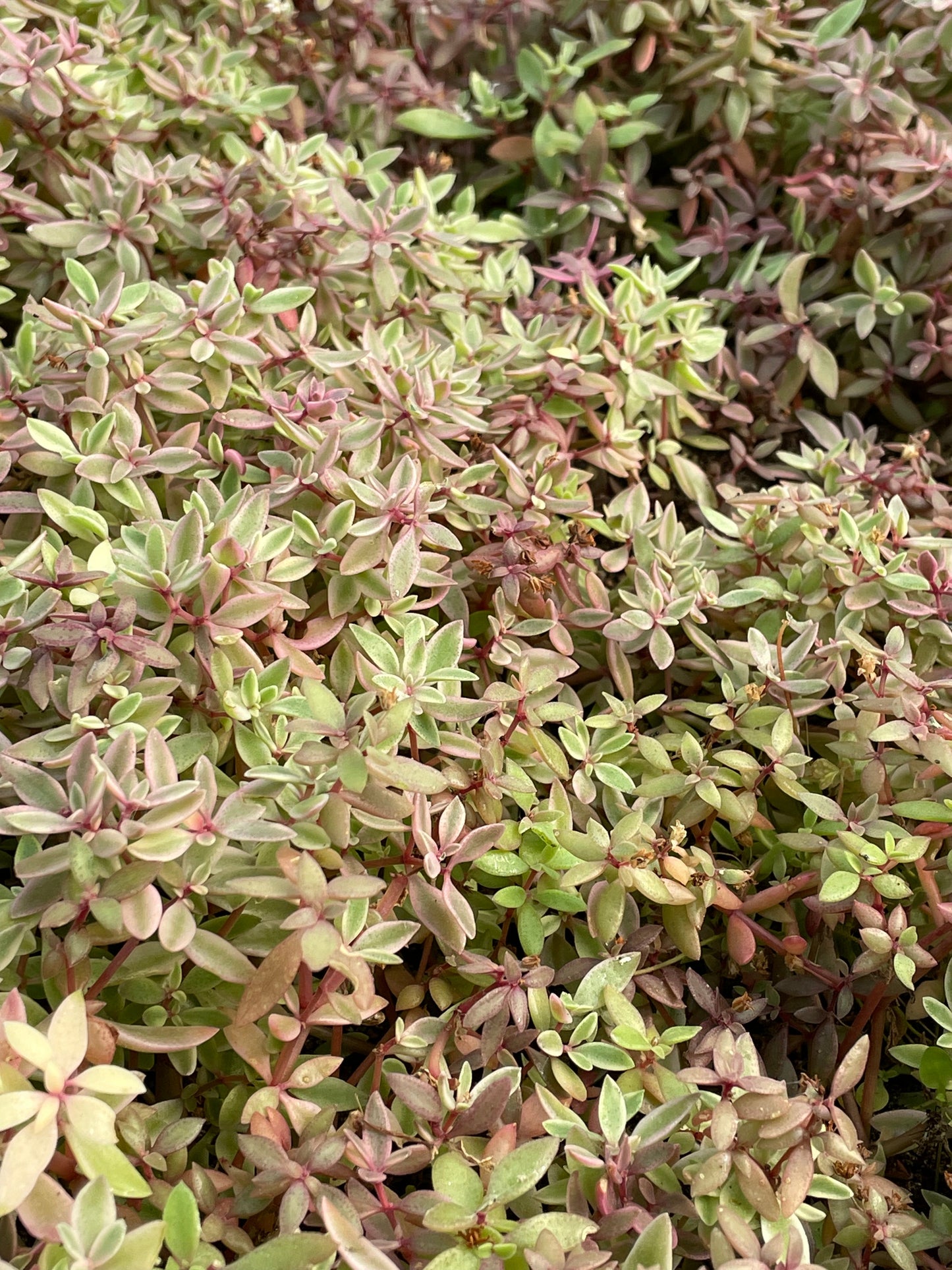 Crassula volkensii f. variegata