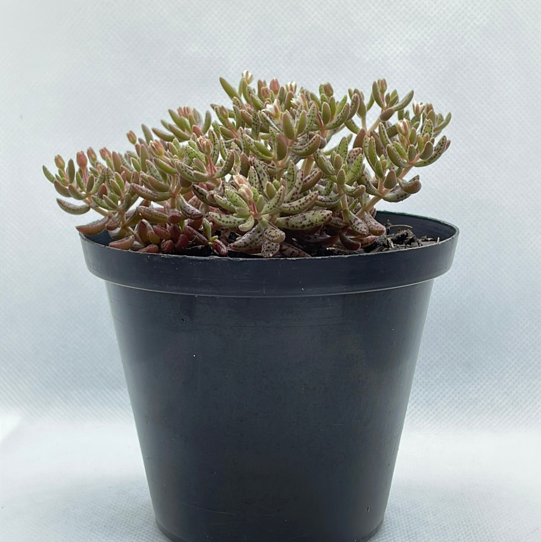 Crassula humbertii