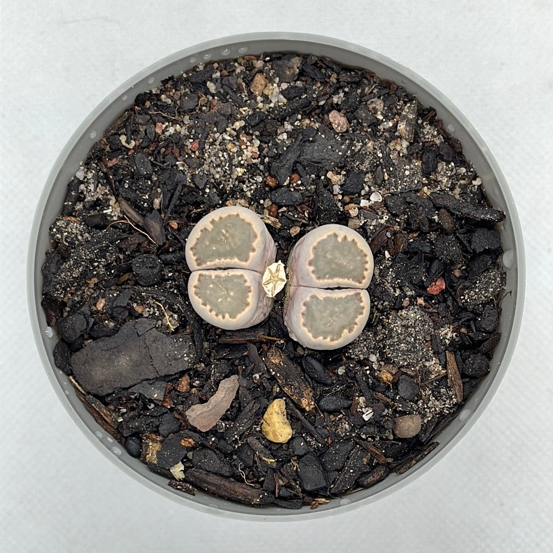 Lithops salicola