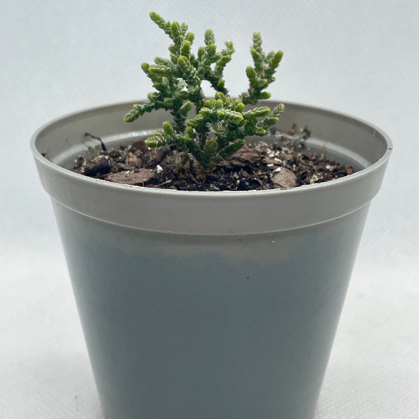 Crassula muscosa (miniature form)