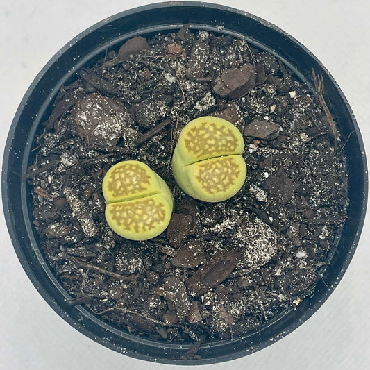 Lithops halii var. ochracea ‘Green Soapstone’