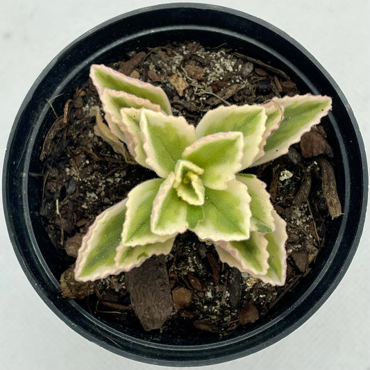 Coleus neochilus ‘Mike’s Fuzzy Wuzzy’