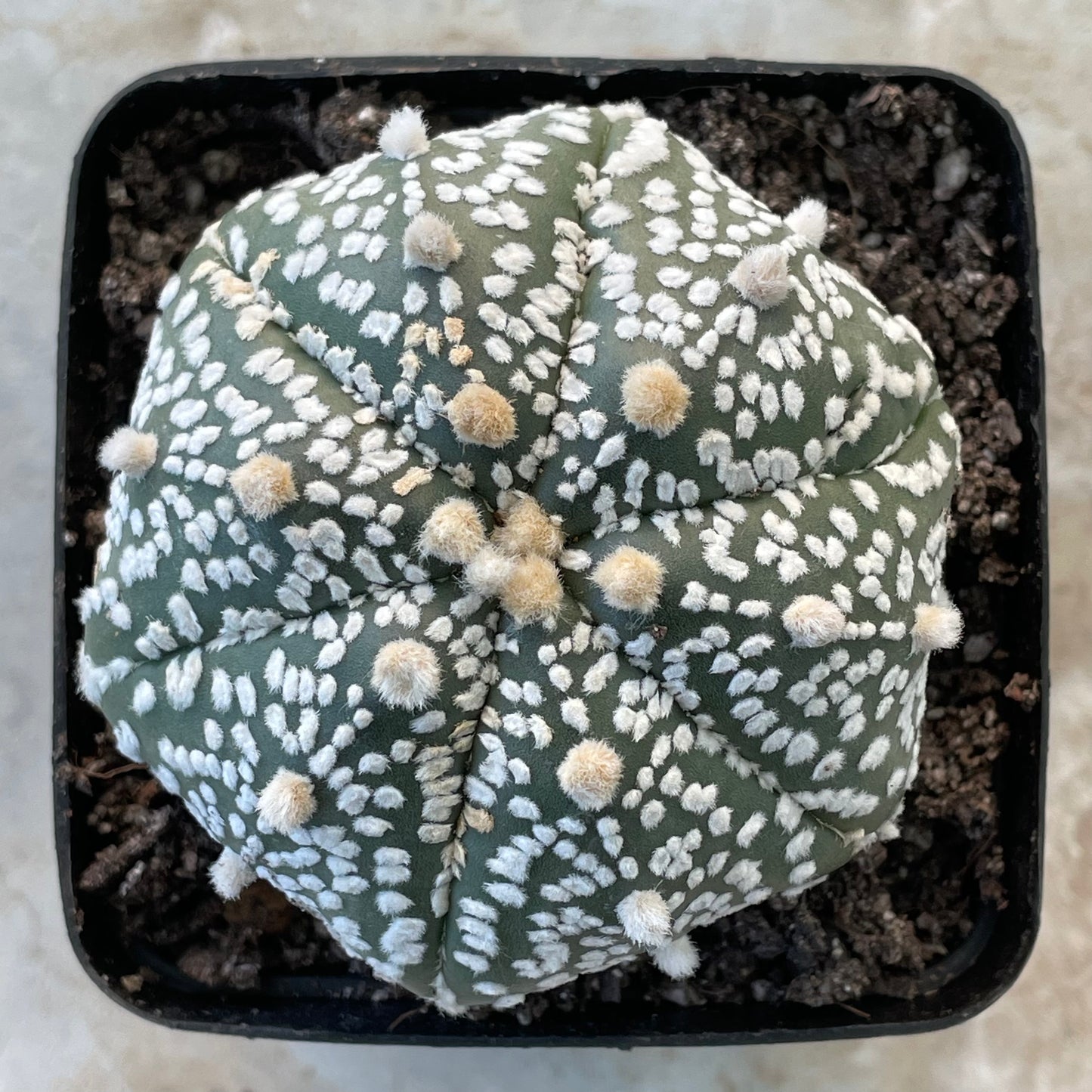 Astrophytum asterias ‘Super Kabuto’