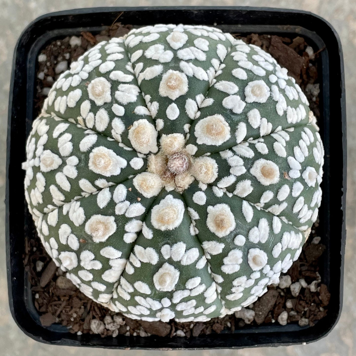 Astrophytum asterias ‘Super Kabuto’