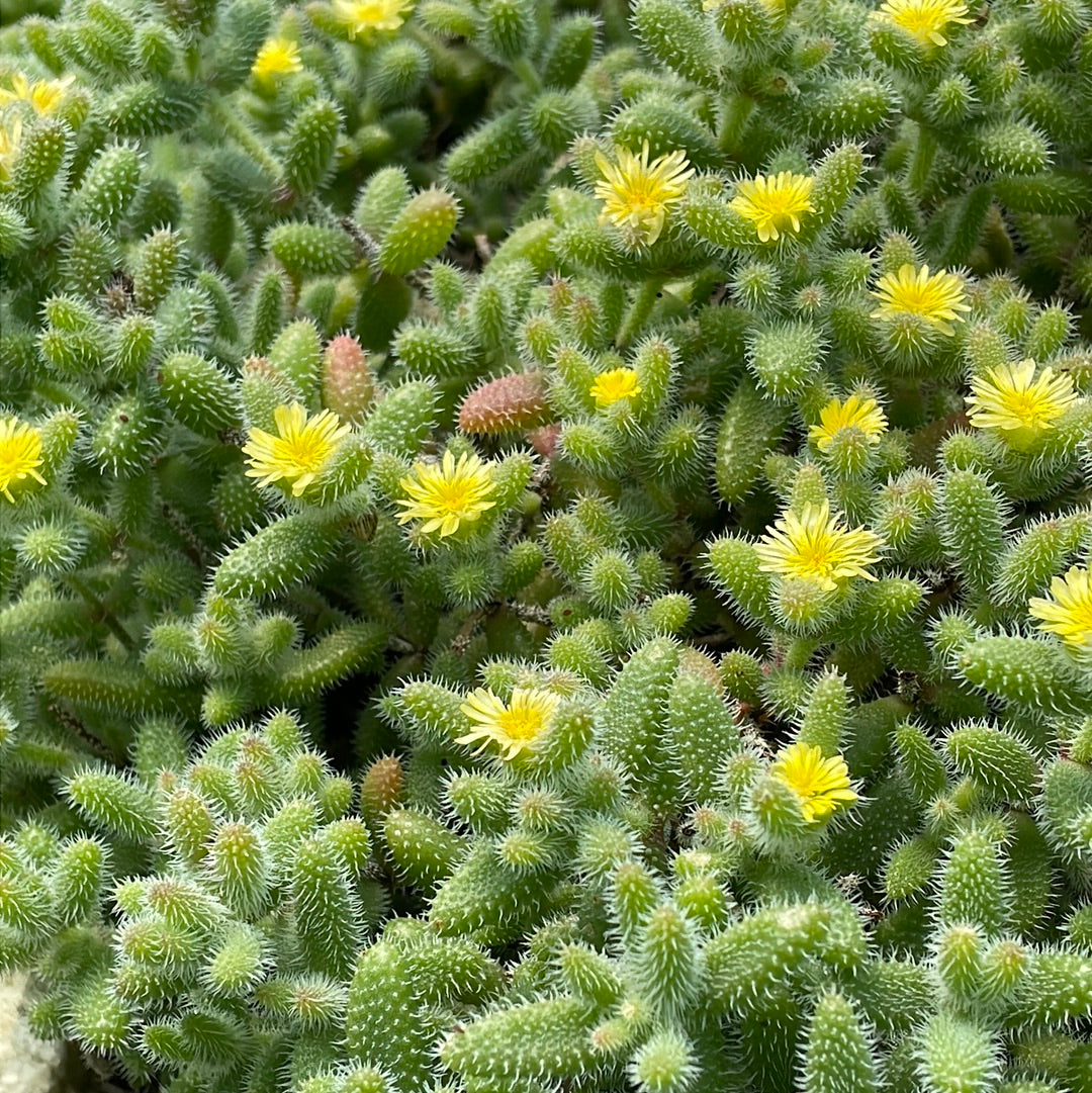 Delosperma echinatum