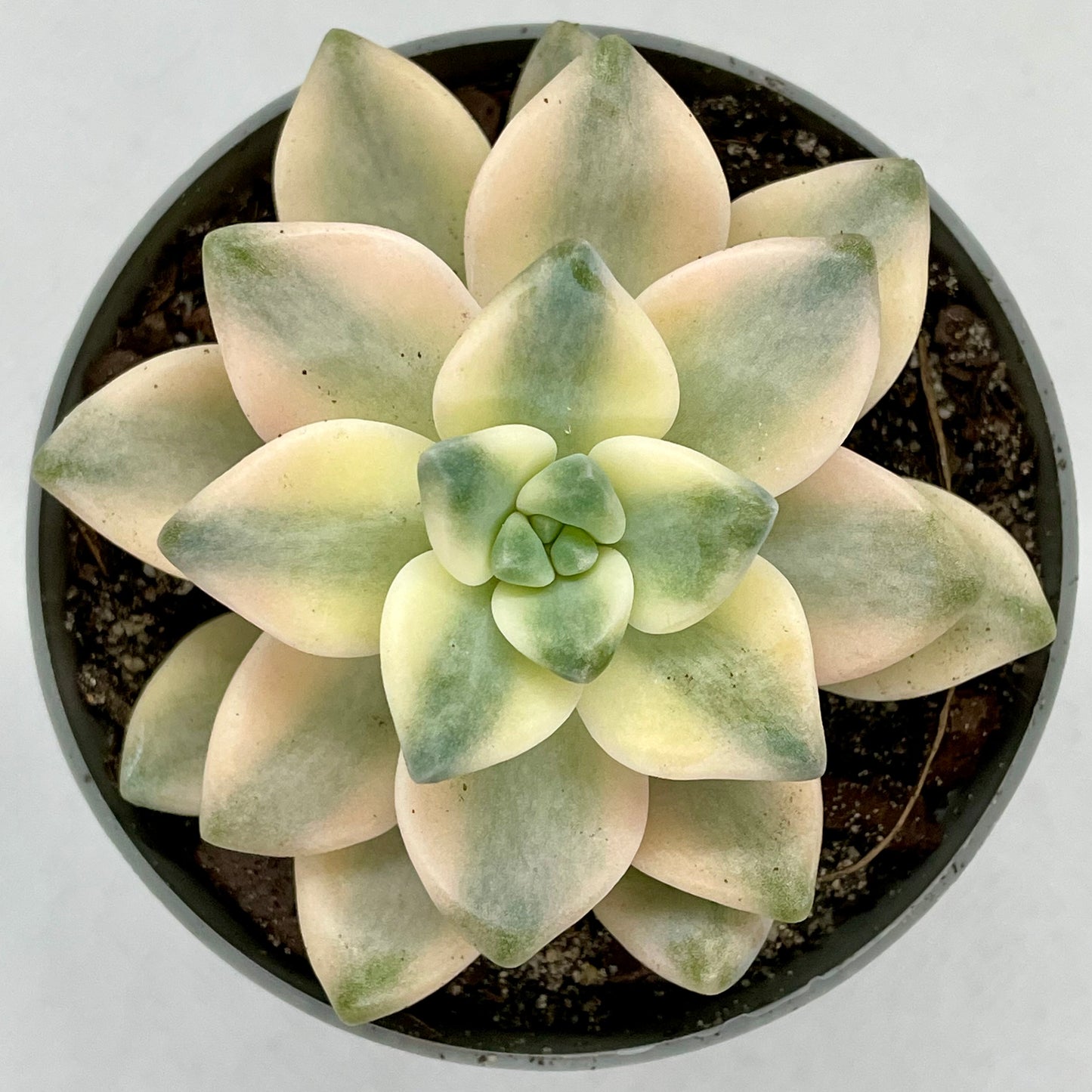 xGraptoveria ‘Apricot’