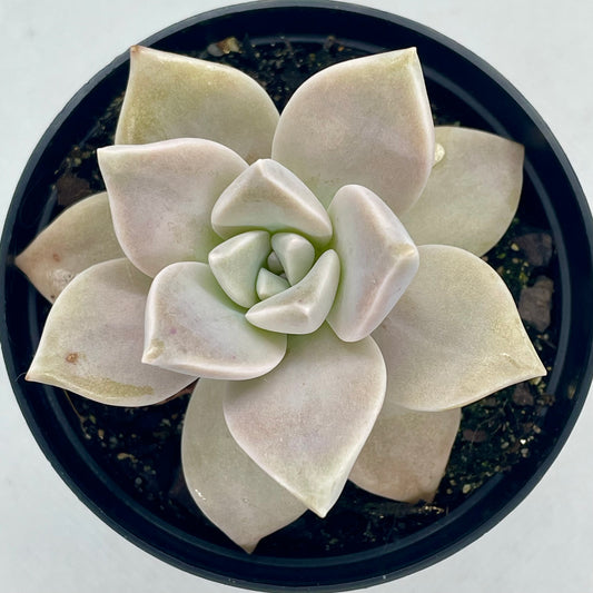 Graptopetalum paraguayense