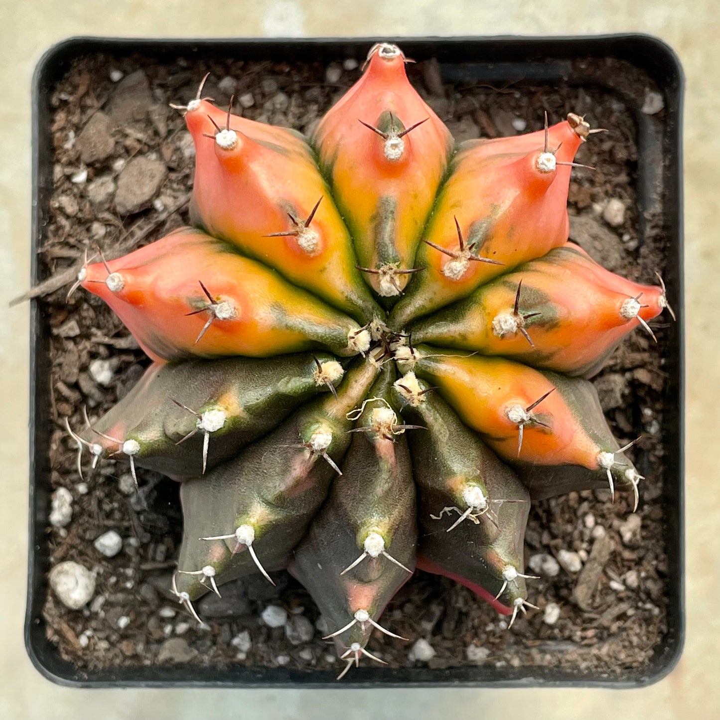 Gymnocalycium mihanovichii ‘Variegata’ (Nishikii)