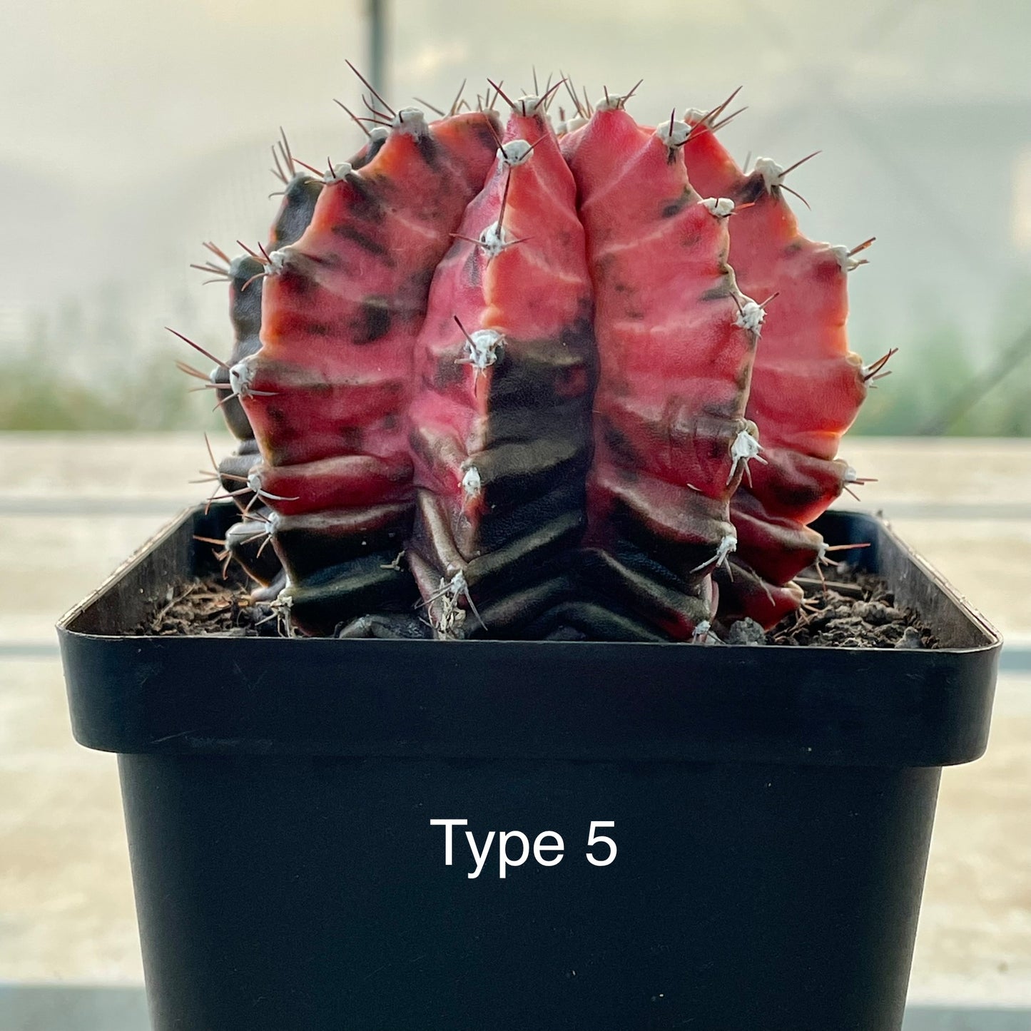 Gymnocalycium mihanovichii ‘Variegata’ (Nishikii)