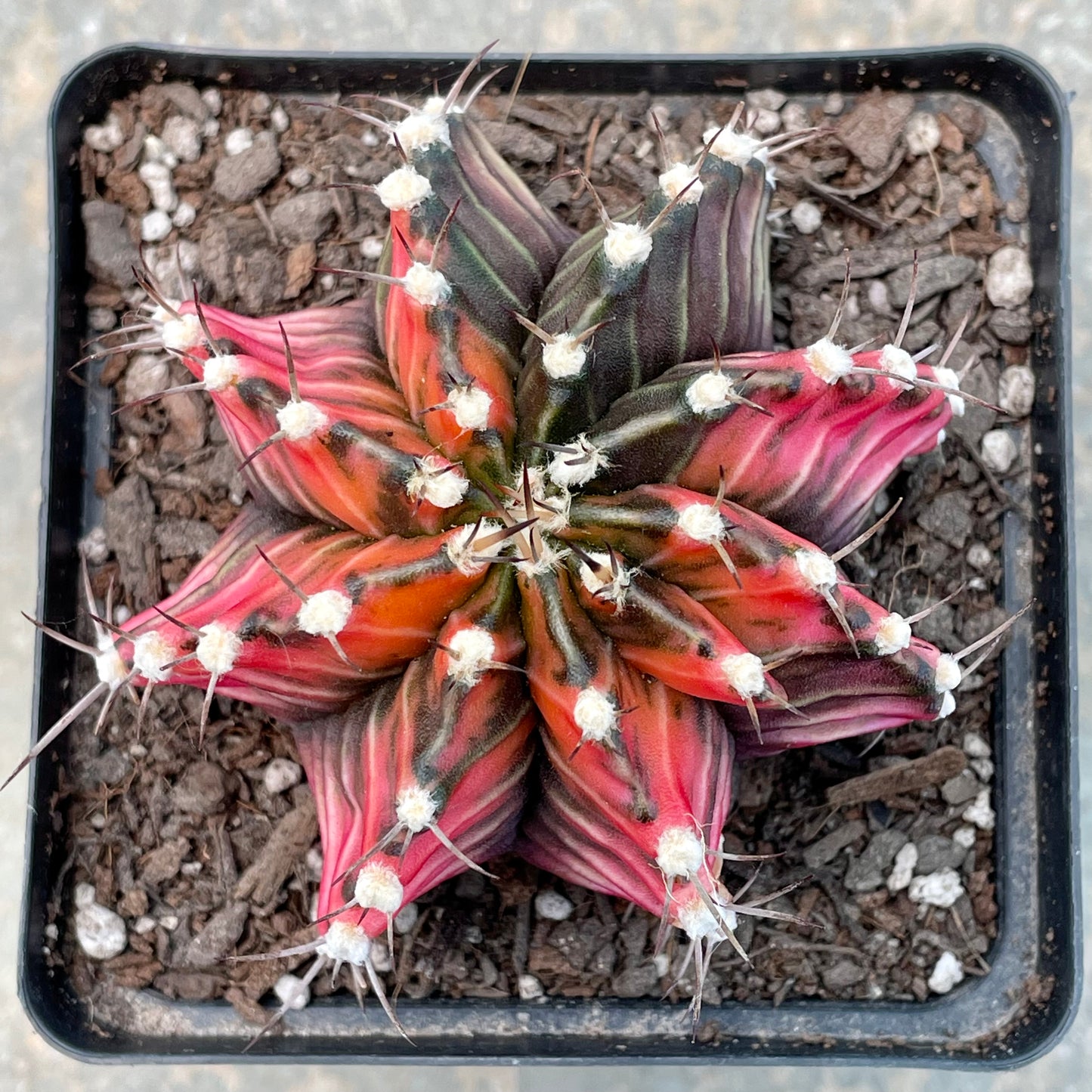 Gymnocalycium mihanovichii ‘Variegata’ (Nishikii)