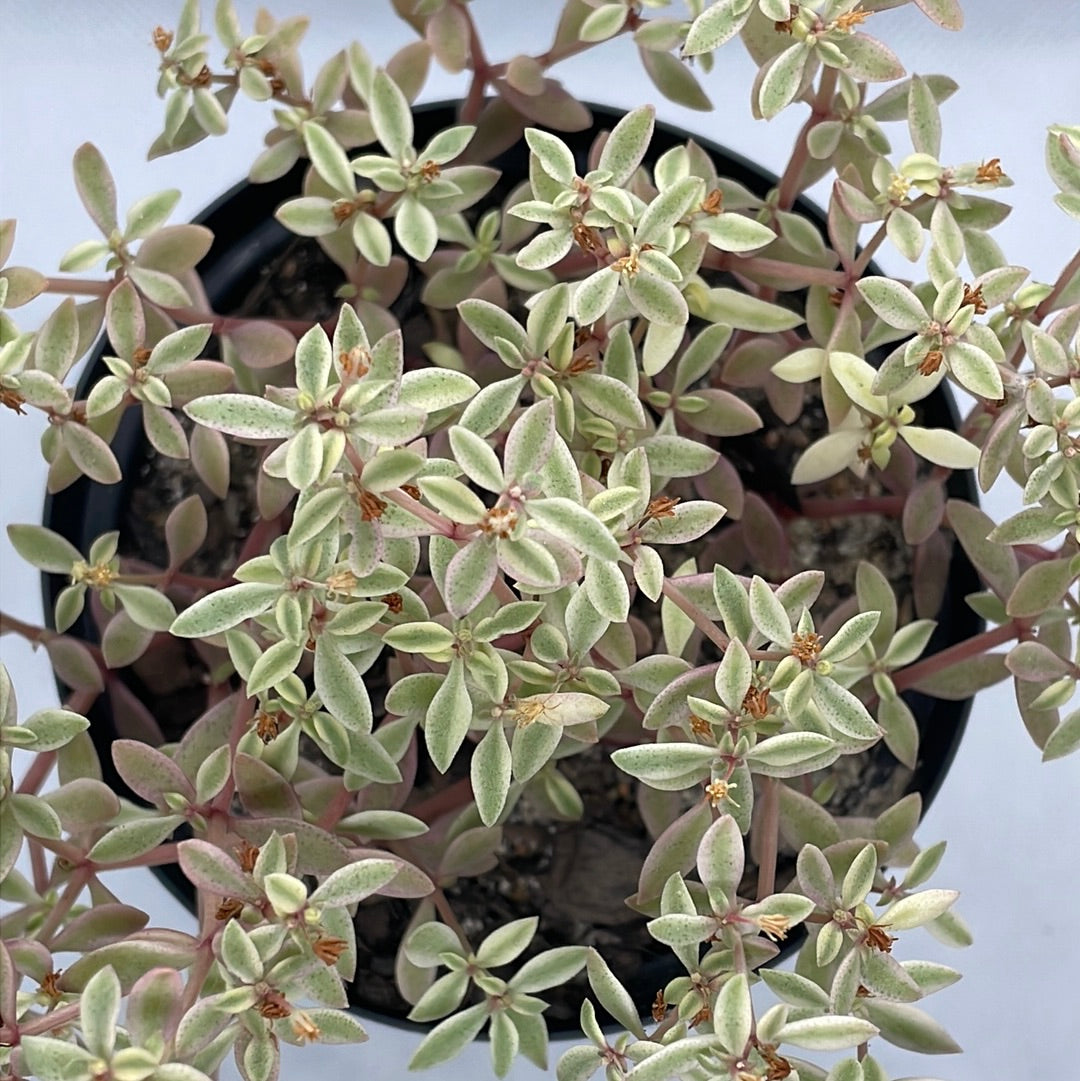 Crassula volkensii f. variegata