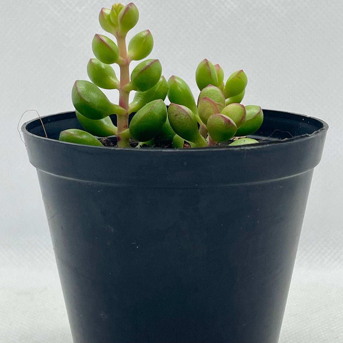 Crassula atropupurea subsp. cultriformis