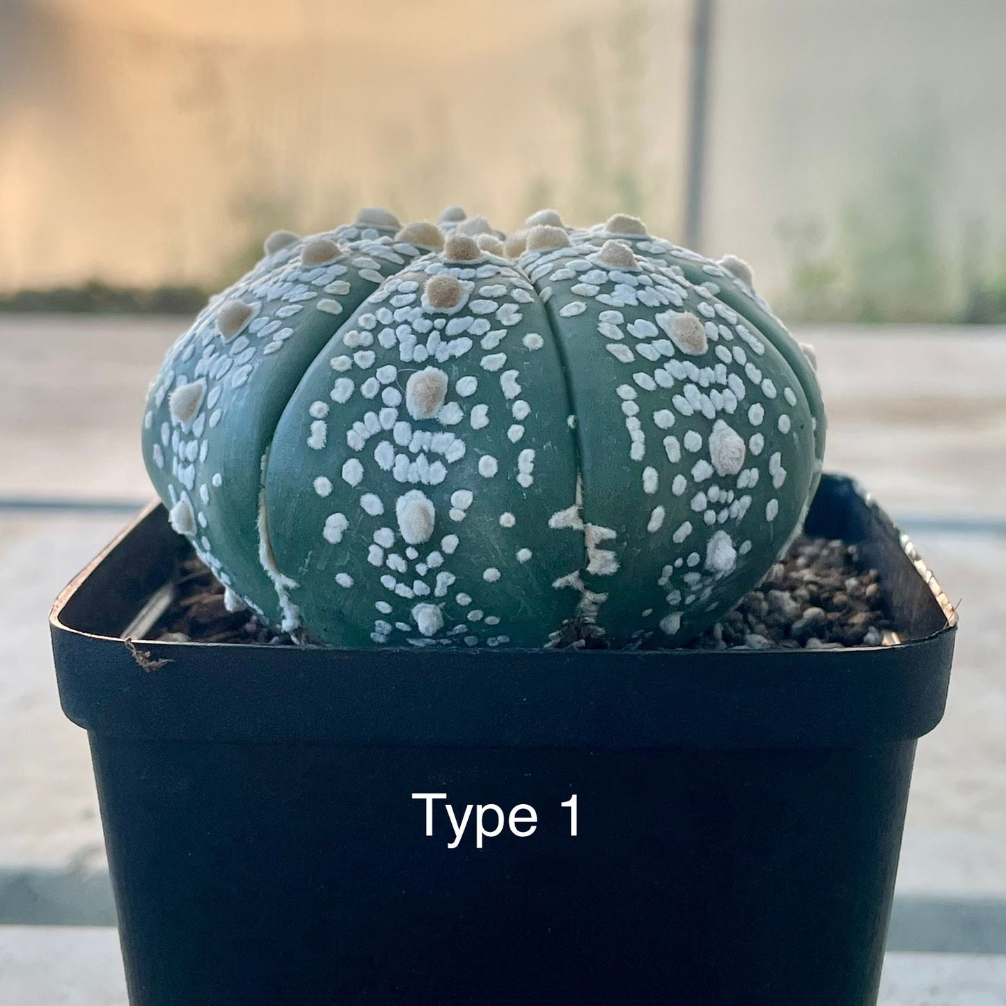 Astrophytum asterias ‘Super Kabuto’