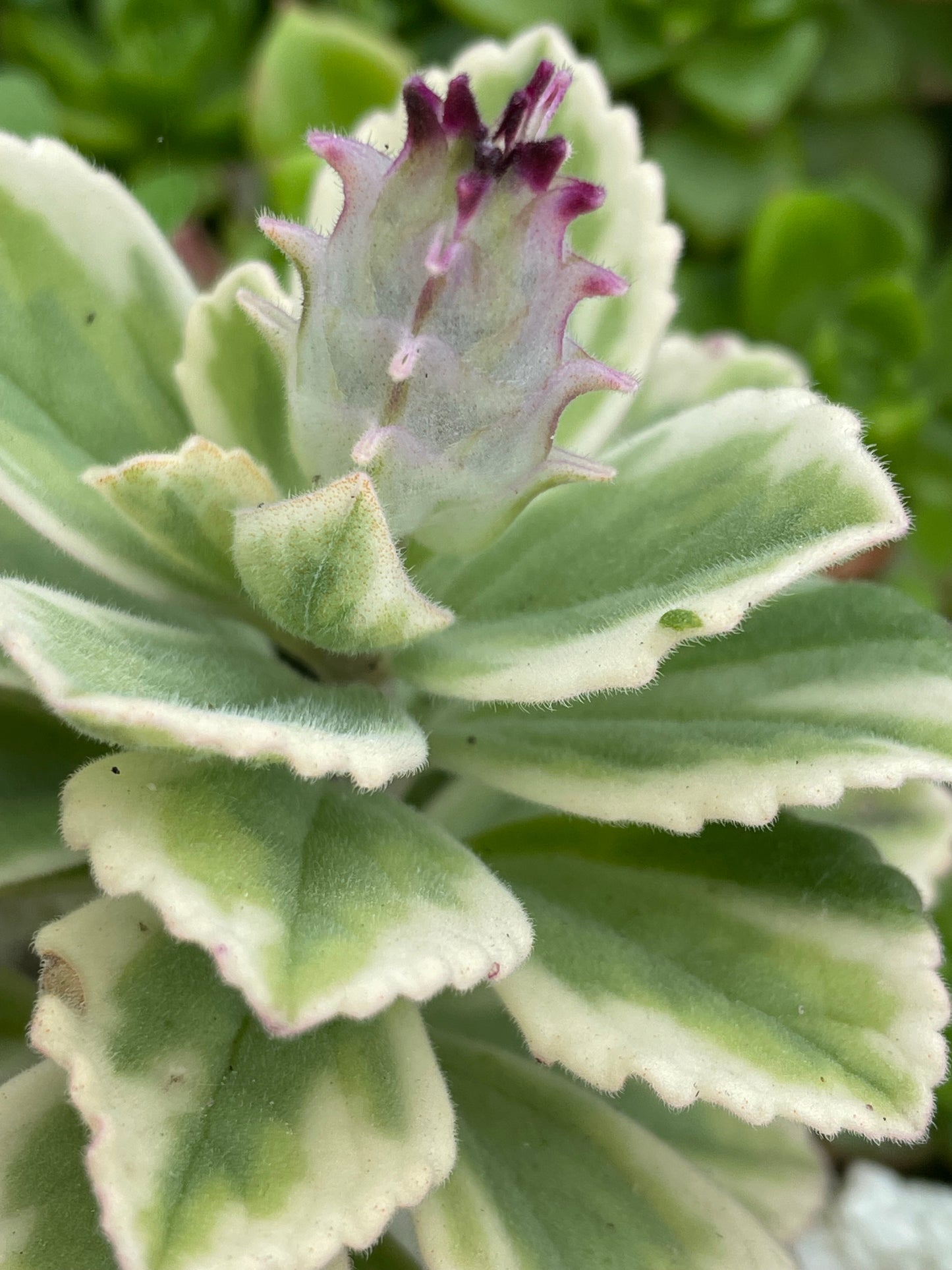 Coleus neochilus ‘Mike’s Fuzzy Wuzzy’